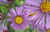 New England aster