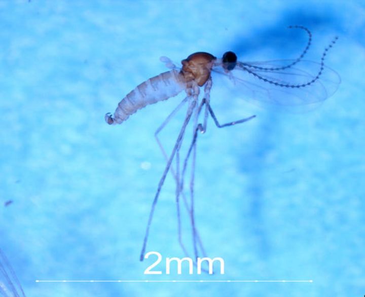 Szendrei talks about swede midge in interview by Michigan Radio’s