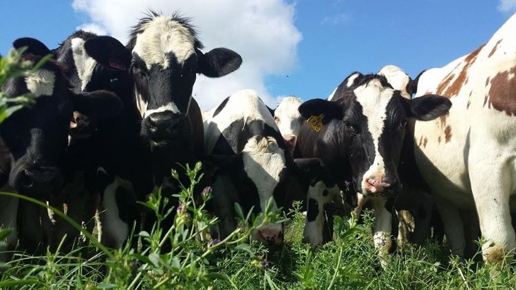 A picture of dairy cows looking at the camera