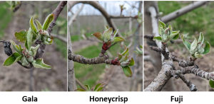 Grand Rapids area tree fruit update – May 3, 2022