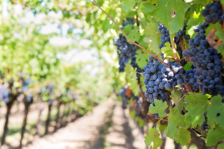 for decorative purposes only close-up view of purple grapes in a trellis system