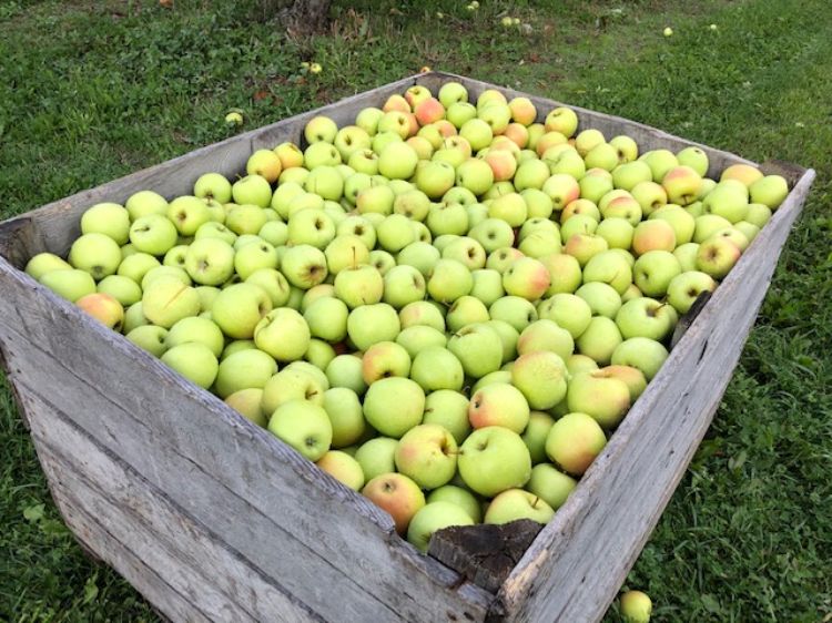 Golden Delicious apples in bin