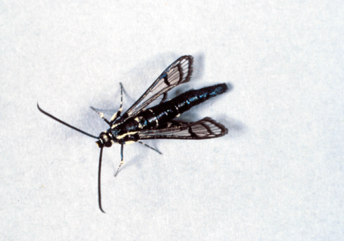 Adult is a clear-winged, metallic blue moth with two or more yellow bands across the abdomen, making it appear wasp-like. 