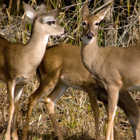 Deer standing in field