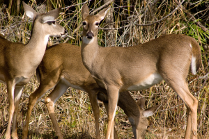 Considerations for meat processors accepting venison to prevent spreading chronic wasting disease