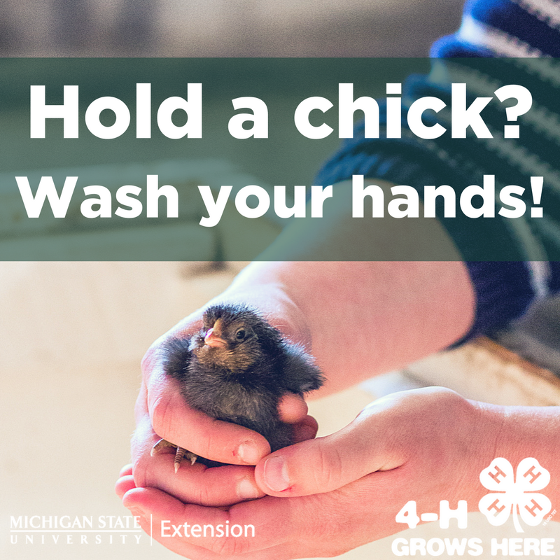Can You Get Sick From Touching Bird Poop