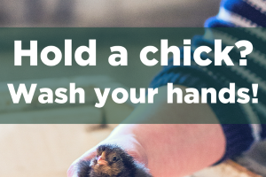 Protect yourself from salmonella when handling chicks and ducklings