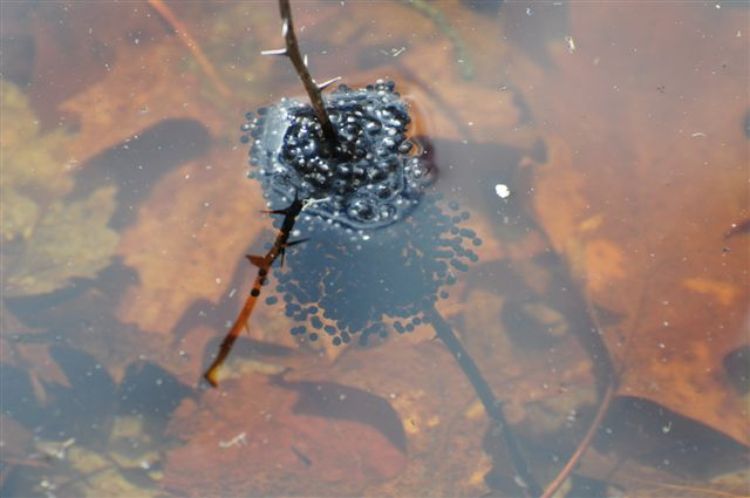 Frog eggs in the Kettle Pond vernal pool at Ninigret National Wildlife Refuge, Rhode Island,