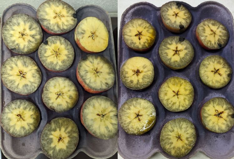 Apples stained with iodine.