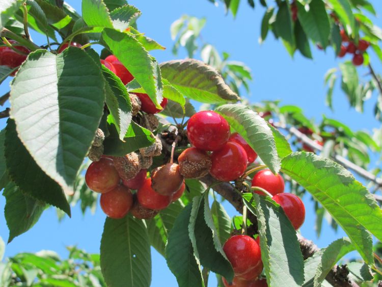 American brown rot infection on ripening sweet cherries