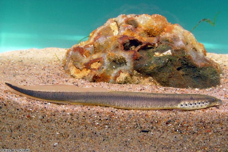 Five Different Species Of Lamprey Live In The Great Lakes Region Msu Extension