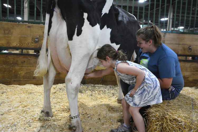 Great Dairy Adventure - girl milking cow