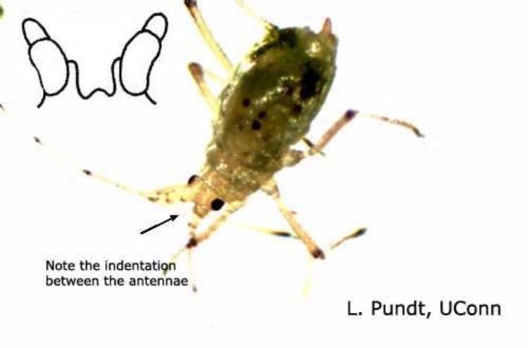 Foxglove aphid. Note the banding on antennae and legs and spots near cornicles. Photo: L. Punt, University of Connecticut.