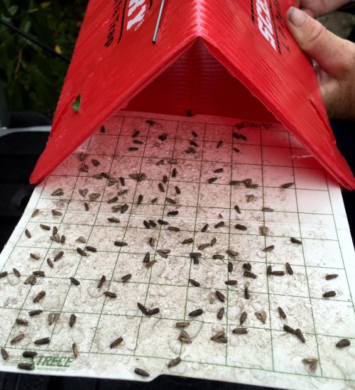 A single night’s oriental fruit moth catch. Moth numbers this high pose a real threat to apples and peaches. Photo: Bill Shane, MSU Extension.