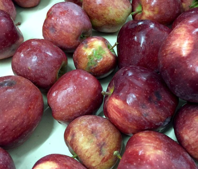 Brown marmorated stink bug damage to Red Delicious apples in Grand Rapids, Michigan. Photo submitted by a grower.