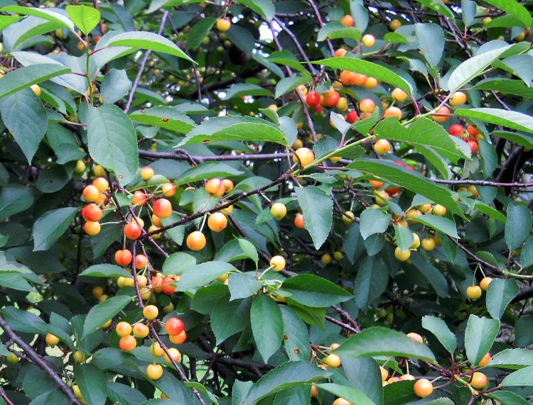 Straw color in tart cherries indicates the beginning of the final stage of fruit ripening. Photo credit: Mark Longstroth, MSU Extension