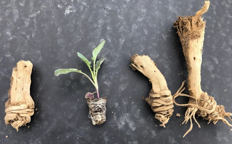 These old cole crop root crowns were root bound when they were transplanted last year. You can see how this condition can originate in the fresh cole crop plug if they are held too long in the cramped cells. Photo by Mike Yancho, Jr.