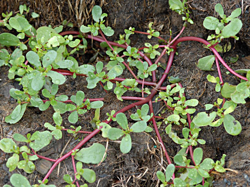 Common Purslane1.jpg