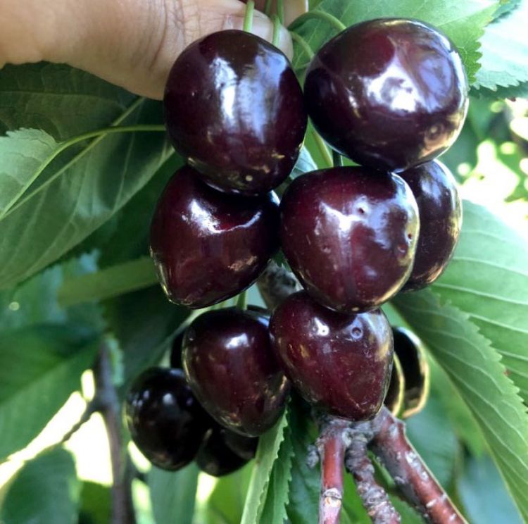 Wounds from spotted wing Drosophila on Ulster sweet cherries