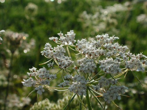  wild carrot3.jpg 