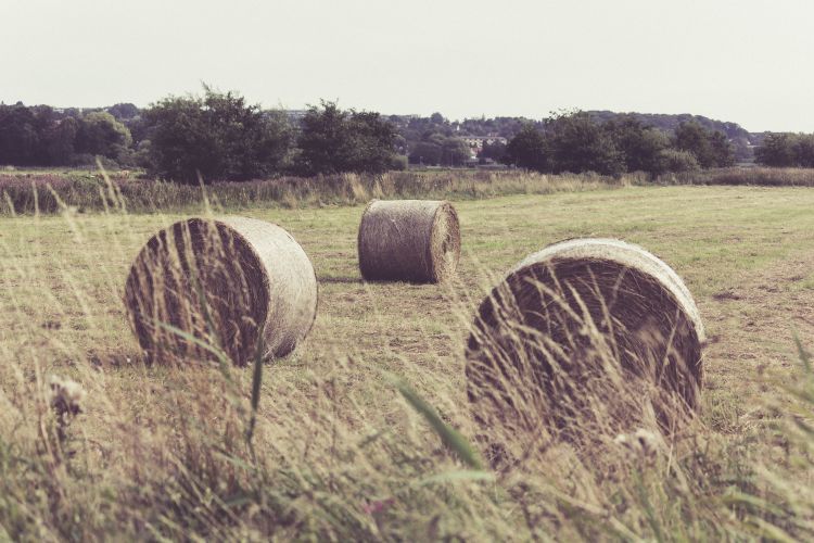 Michigan Hay Supplies Tighten And Prices Increase Msu Extension