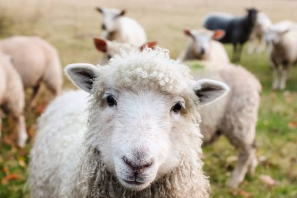 White muscle disease in sheep and goats - Sheep & Goats
