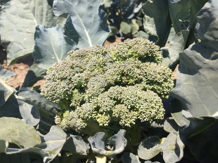 Broccoli curds