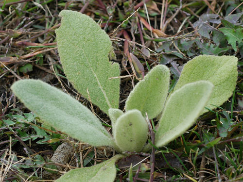  Common Mullein2.jpg 