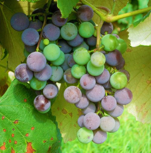 ‘Concord’ grapes at veraison. The color changes when the berries begin their final stage of growth and ripening. Grapes become soft and accumulate sugar. Photo by Mark Longstroth, MSU Extension