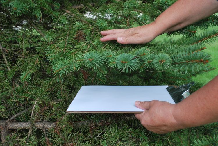 Photo 1. The simplest way to scout for adult and juvenile mites is to shake or tap a branch over a scouting board or piece of paper. Photo credit: Jill O’Donnell, MSU Extension