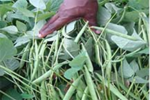 Science-Driven and Farmer-Oriented Insect Pest Management for Cowpea Agro-Ecosystems in West Africa