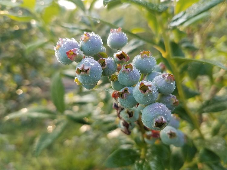 Blueberries