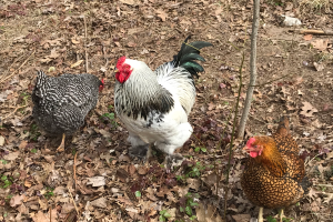 Raising Backyard Poultry