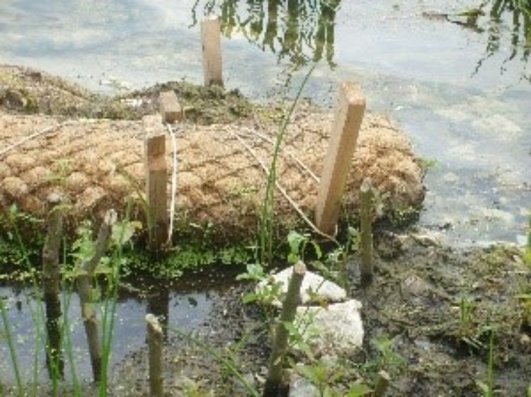 Example of natural shoreline planting with live plant stakes and a coir log. Photo by Beth Clawson | Michigan State University Extension