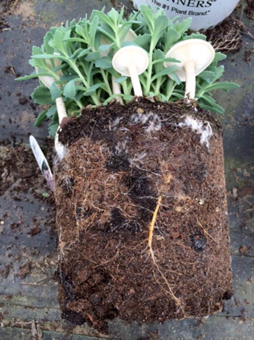 Saprophytic fungi in a container-grown herbaceous perennial. All photos: Tom Dudek, MSU Extension.