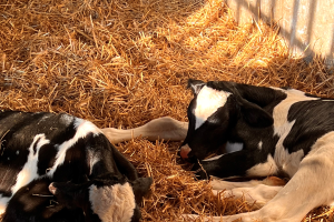 Important changes to note in the dairy calf and heifer association’s 2020 gold standards