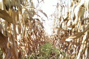 It is not too late to plant cover crops