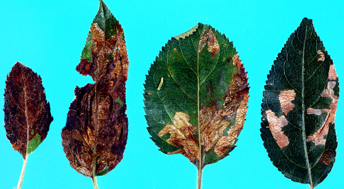  Larvaeâ€™s winding, linear mine widens into a blotch mine on leaf upper surfaces. 