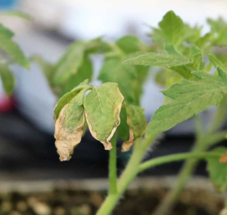 Bacterial canker on tomato leaf