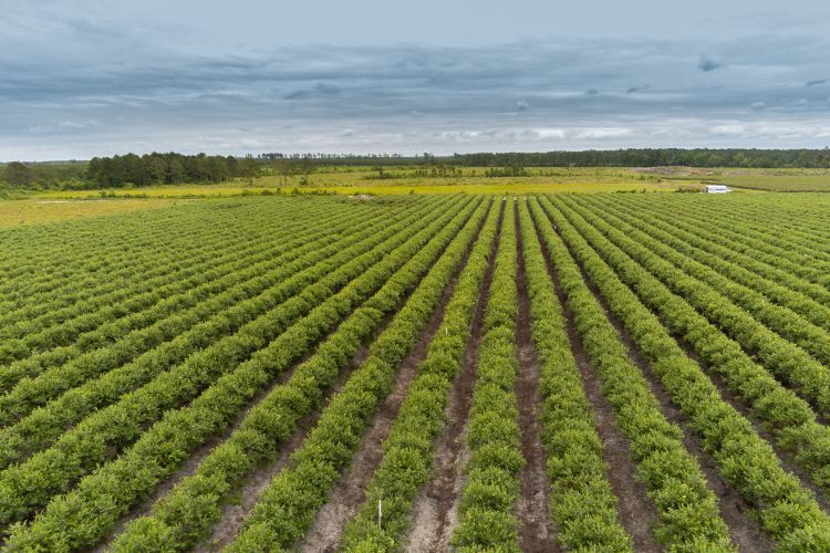 Row of crops
