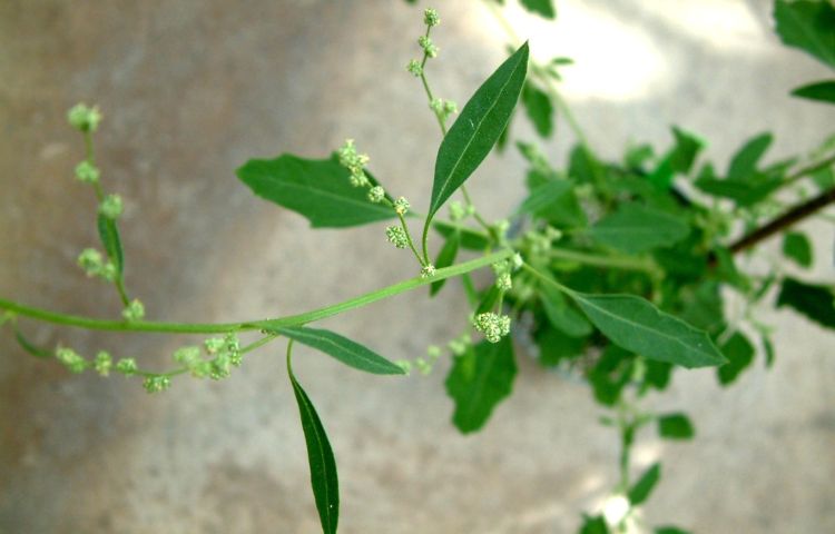 common lambsquarters