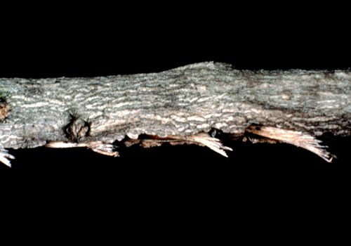 Damage from ovipositing pushes bark from the wood, which is cut and raised with small bundles of splinters protruding. 
