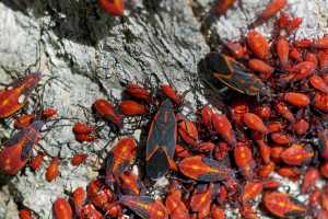 Boxelder bug nymphs make a colorful garden display - MSU