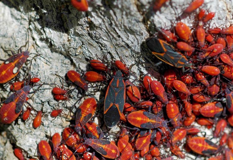 Boxelder bug adults and nymphs. Photo credit: William M. Ciesla, Forest Health Management International, Bugwood.org