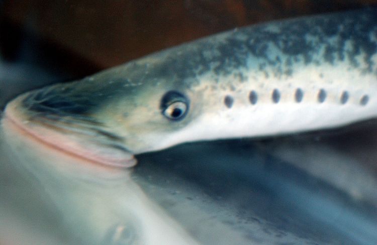 Sea lampreys will be on display Sept. 4-7, 2015, at the Traverse City Visitors Center.