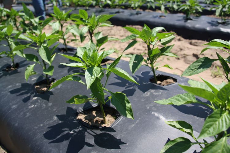 Pepper plants