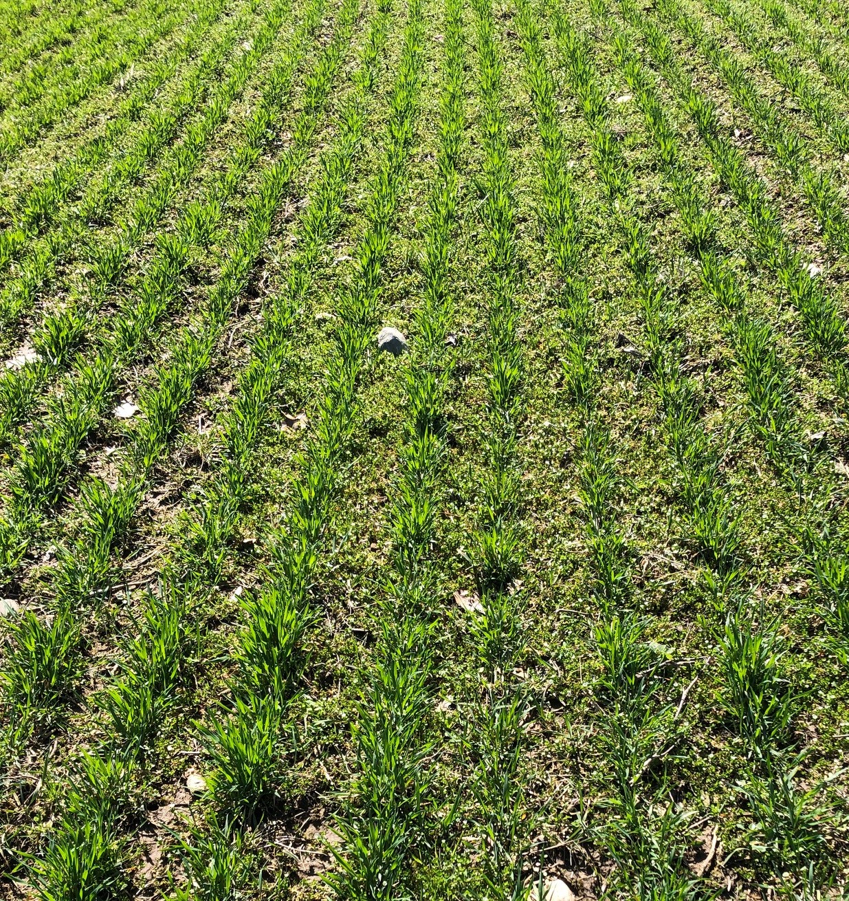 Weed control in winter wheat: What do I need to consider? - Wheat