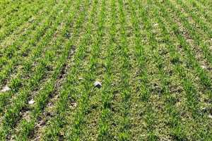 Weed Control In Winter Wheat What Do I Need To Consider Wheat