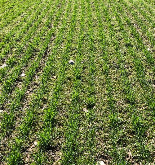 Weeds in wheat field