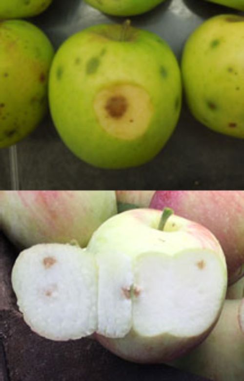 Apple maggot stings (above, Harvey Reissig, Cornell Univ.) and stink bug feeding (below, Phil Schwallier, MSU Extension) can be mistaken for bitter pit.